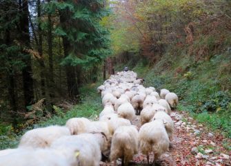 Ruta pastoril