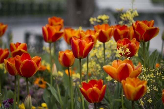 TULIPANES: foto en Donostia-San Sebastián