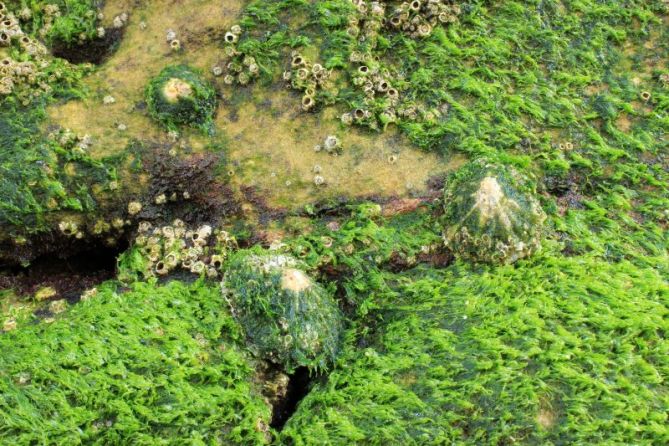 Verdes: foto en Donostia-San Sebastián