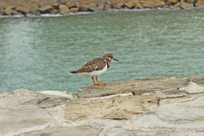 Vuelvepiedras: foto en Donostia-San Sebastián