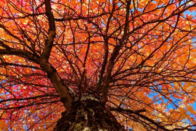 Arbol otoñal: foto en Beasain