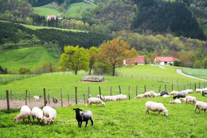 Ardiak: foto en Abaltzisketa