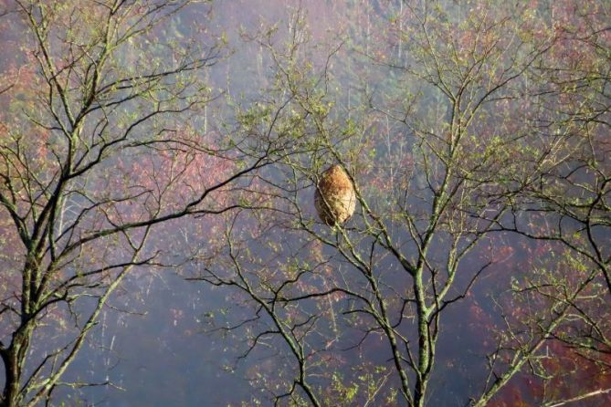 Belleza salvaje: foto en Andoain