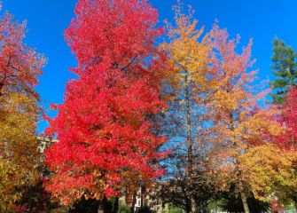 Colores de otoño