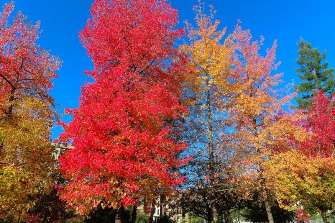 Colores de otoño: foto en Beasain