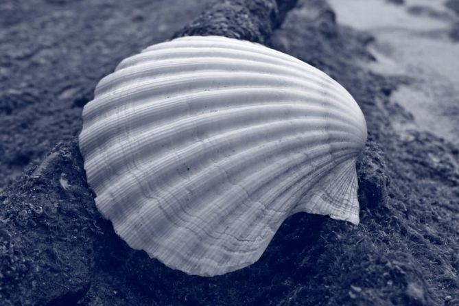 Concha: foto en Donostia-San Sebastián