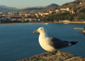 Gaviota pensativa