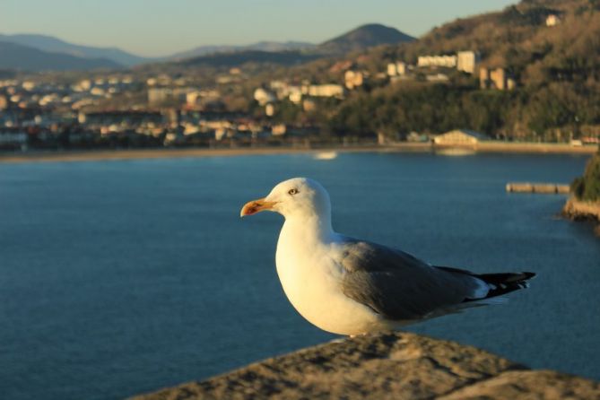 Gaviota pensativa: foto en Donostia-San Sebastián