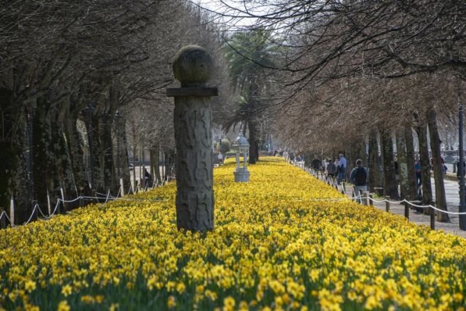 Narcisos en flor: foto en Donostia-San Sebastián