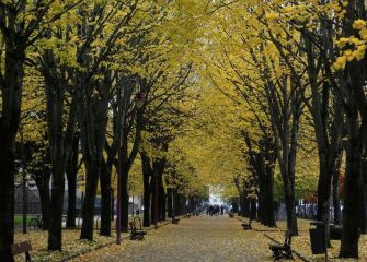 Otoño en amarillos
