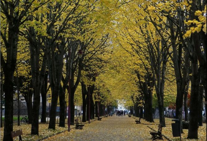 Otoño en amarillos: foto en Zarautz