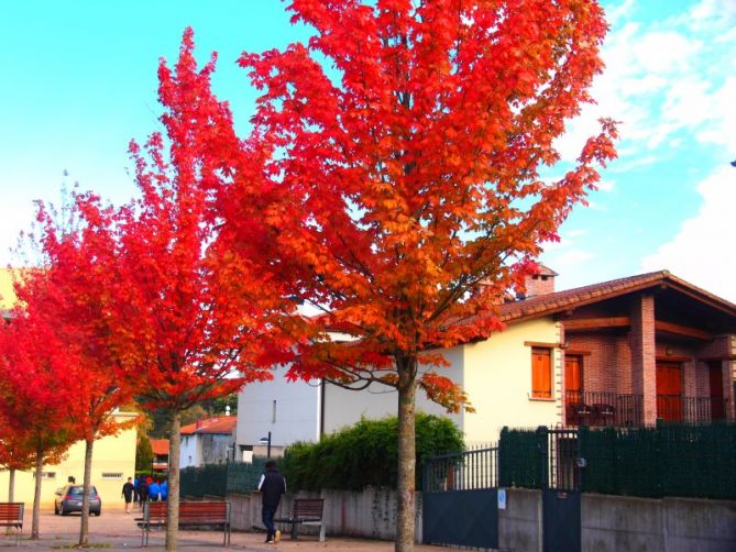 Otoño al rojo vivo: foto en Usurbil