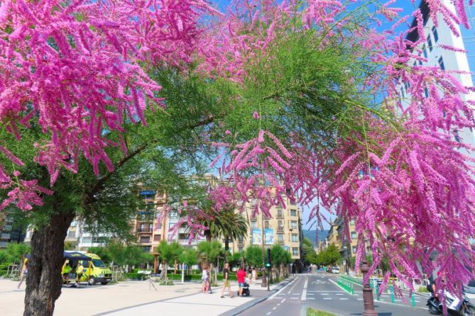 Primavera donostiarra: foto en Donostia-San Sebastián