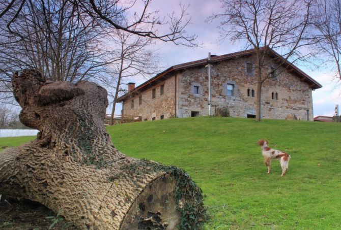 Tronco y perro: foto en Donostia-San Sebastián