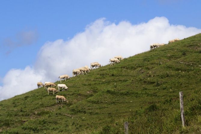 Vacas: foto en Bergara