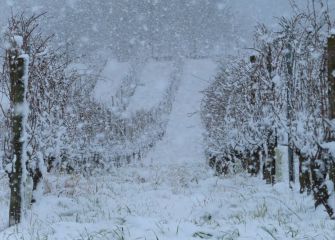 Viñedo nevados