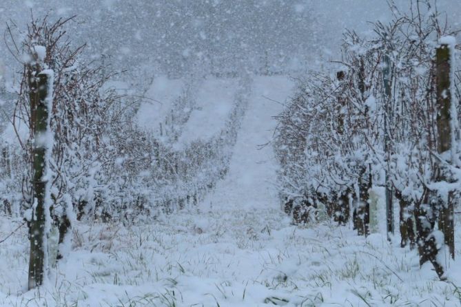 Viñedo nevados: foto en Olaberria