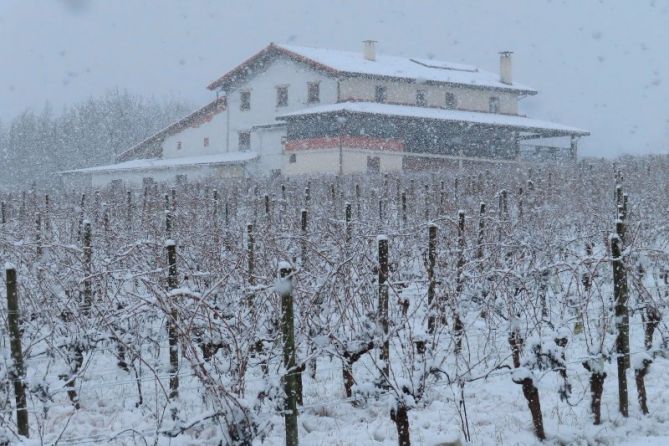 Viñedos invernales: foto en Olaberria