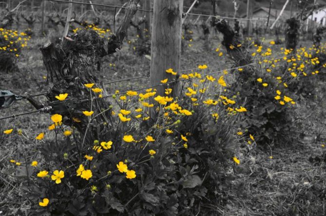 amarillo: foto en Oñati