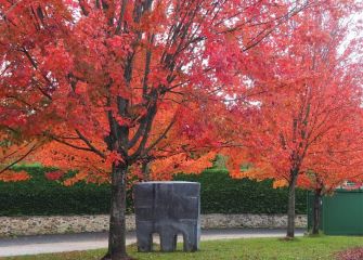 Arboles rojos de otoño