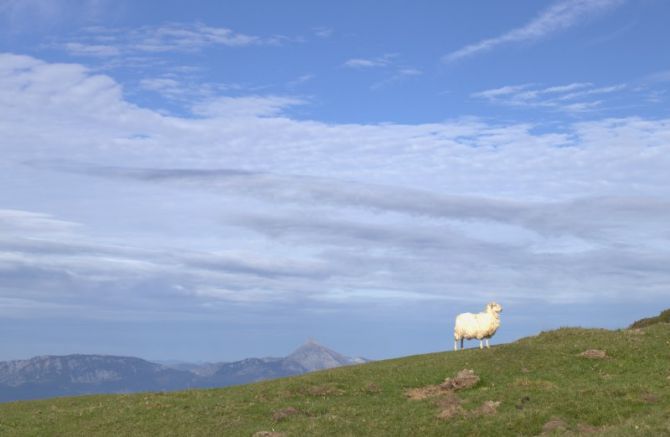 Ardi galdua: foto en Oñati