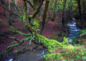 El bosque