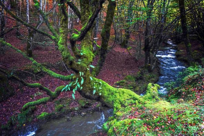 El bosque: foto en Oñati