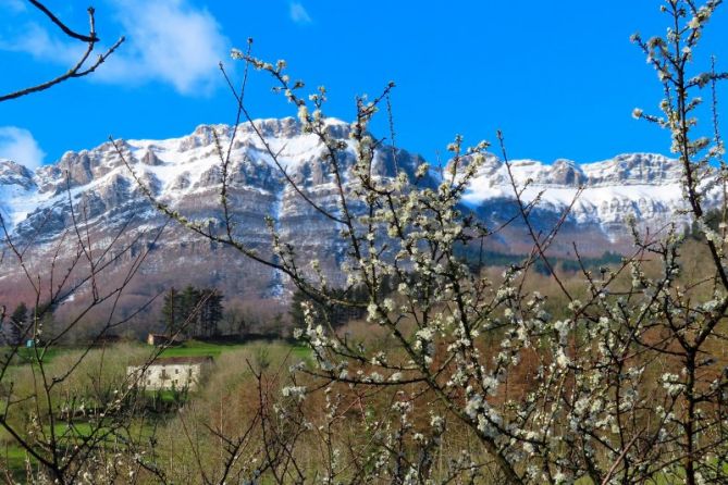 Brotando: foto en Zegama