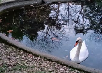 El cisne