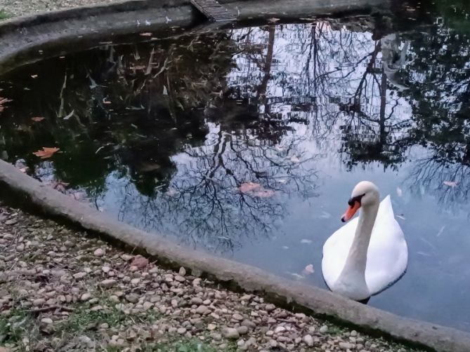 El cisne: foto en Donostia-San Sebastián