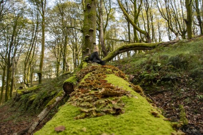 Descanso en el bosque: foto en Oiartzun