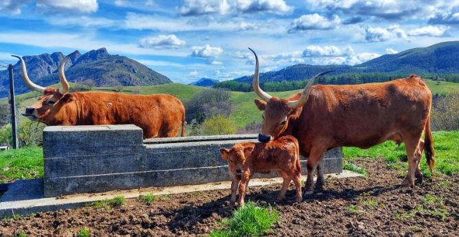 Escocia o Gipuzkoa : foto en Oiartzun