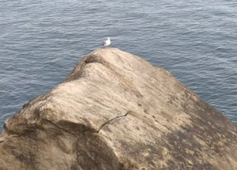 Gaviota frente al mar