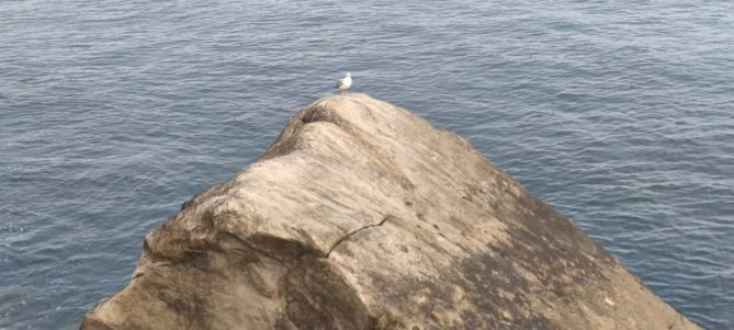 Gaviota frente al mar: foto en Donostia-San Sebastián