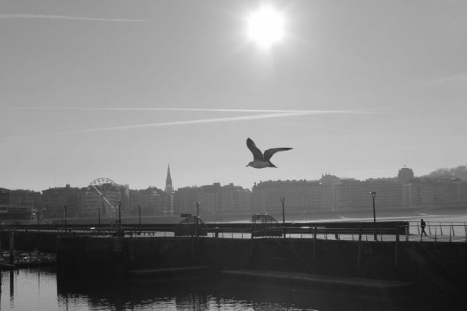 Gaviota y hombre con sombrero: foto en Donostia-San Sebastián