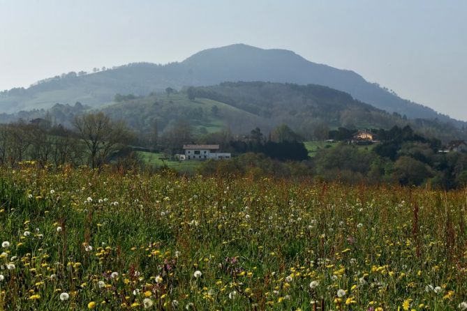 LORAKETA - FLORACIÓN: foto en Urnieta