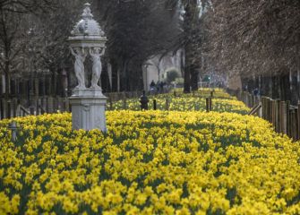 Narcisos