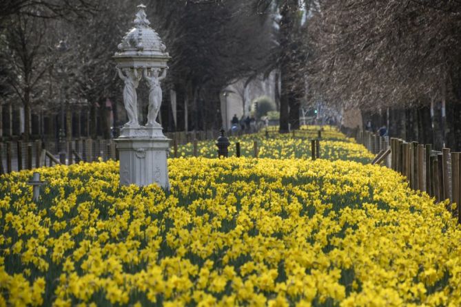 Narcisos: foto en Donostia-San Sebastián