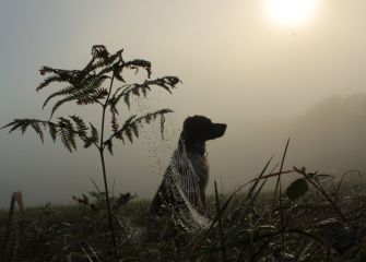 Niebla espesa