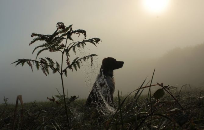 Niebla espesa: foto en Errenteria