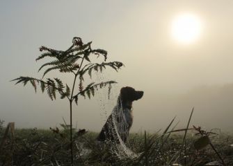 Niebla en Malbazar