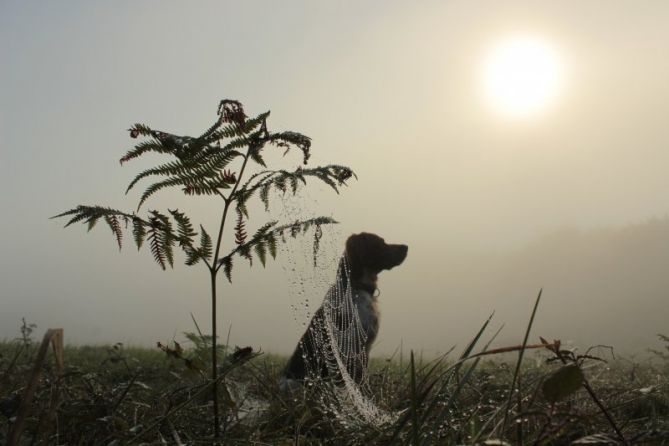 Niebla en Malbazar: foto en Errenteria