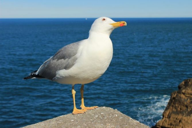 Observando: foto en Donostia-San Sebastián