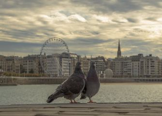  Palomas y la ciudad de San Sebastián