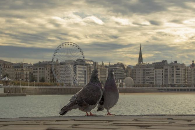  Palomas y la ciudad de San Sebastián: foto en Donostia-San Sebastián