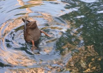 Patito haciendo el pino