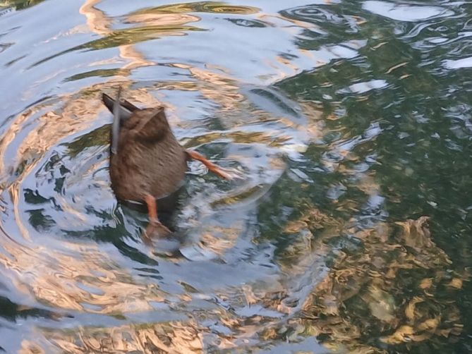 Patito haciendo el pino: foto en Donostia-San Sebastián