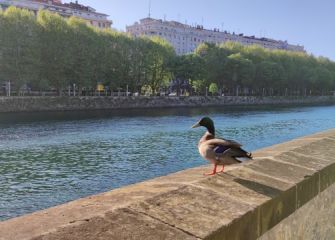 Pato paseando