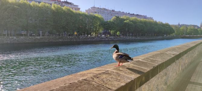 Pato paseando: foto en Donostia-San Sebastián