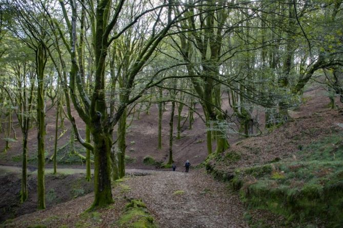 Perdidos en el bosque: foto en Oiartzun